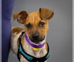 Small Photo #3 Mutt Puppy For Sale in Princeton, MN, USA
