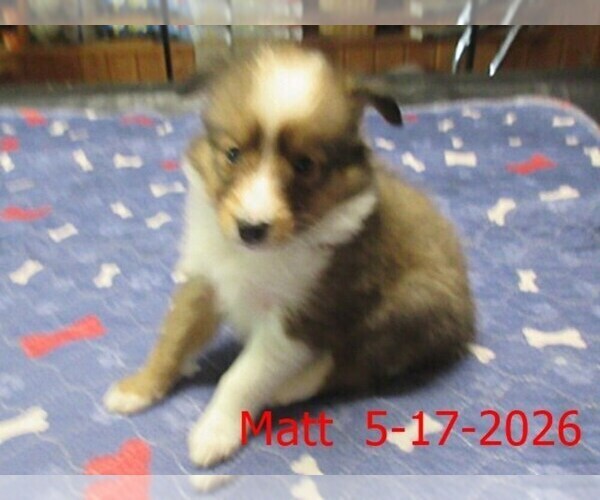 Medium Photo #4 Shetland Sheepdog Puppy For Sale in SOLON, ME, USA