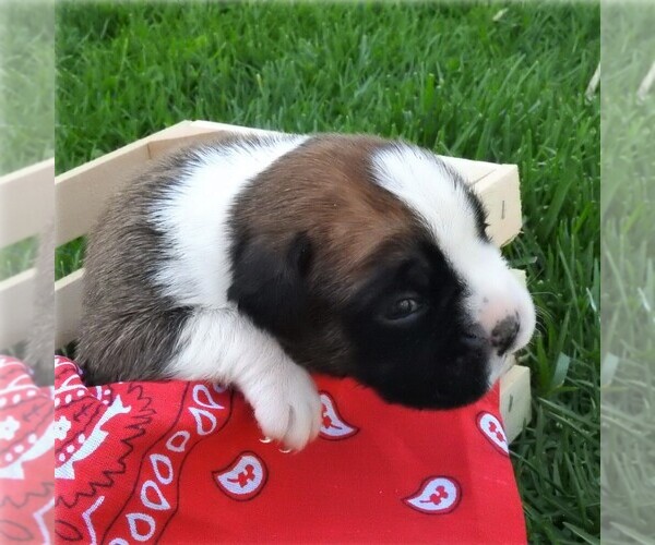 Medium Photo #2 Boxer Puppy For Sale in MANHEIM, PA, USA