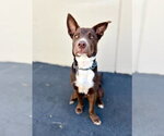 Small #2 Border Collie Mix