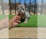 Small #1 English Bulldog