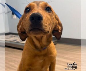 Mutt Dogs for adoption in Washington, DC, USA