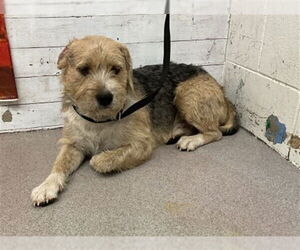 Mutt Dogs for adoption in San Bernardino, CA, USA