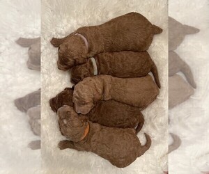 Goldendoodle (Miniature) Litter for sale in MORGANTOWN, KY, USA