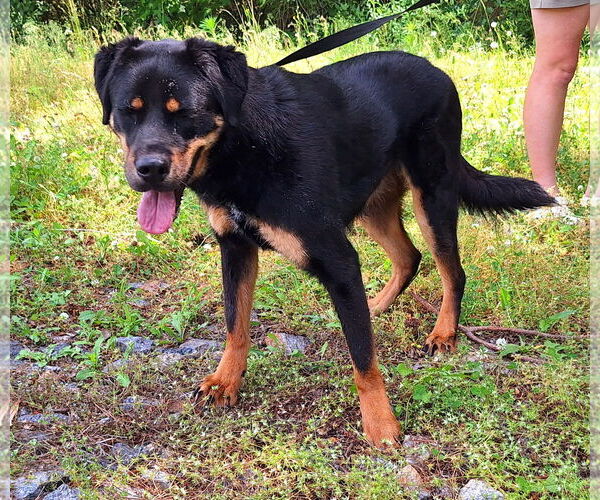 Medium Photo #4 Mutt Puppy For Sale in Wetumpka, AL, USA