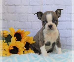 Boston Terrier Puppy for sale in FREDERICKSBG, OH, USA