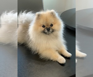 Father of the Pomeranian puppies born on 11/06/2019
