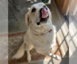 Small #1 Great Pyrenees Mix
