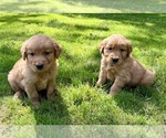 Small #4 Golden Retriever