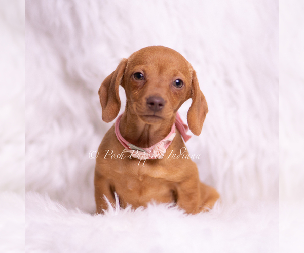 Medium Photo #48 Dachshund Puppy For Sale in WARSAW, IN, USA