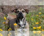 Small Catahoula Leopard Dog-Chinese Shar-Pei Mix