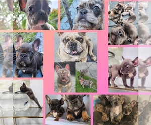 French Bulldog Puppy for sale in HOMESTEAD, FL, USA