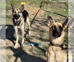 Small #3 German Shepherd Dog