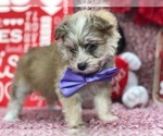 Small Photo #5 Pomsky-Poodle (Toy) Mix Puppy For Sale in CLAY, PA, USA