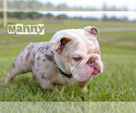 Small #11 English Bulldog