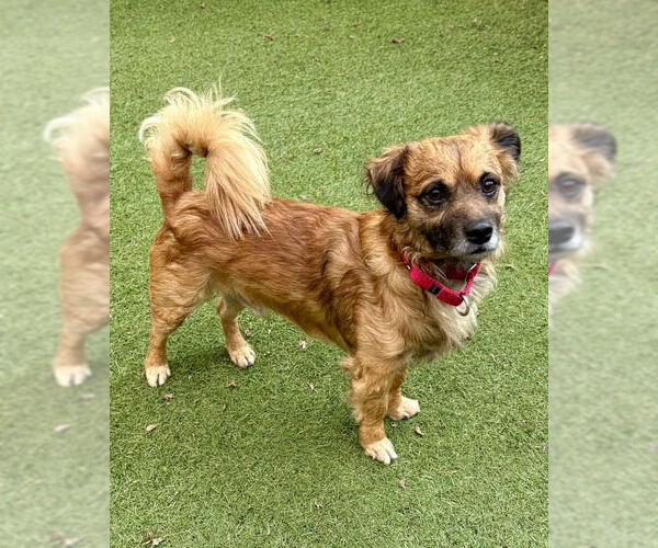 Medium Photo #1 Chihuahua-Colonial Cocker Spaniel Mix Puppy For Sale in Petaluma, CA, USA