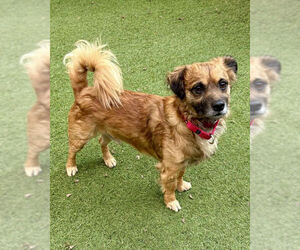 Chihuahua-Colonial Cocker Spaniel Mix Dog for Adoption in Petaluma, California USA