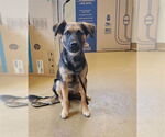 Small #1 German Shepherd Dog Mix
