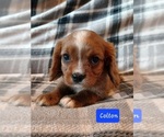 Small #3 Cavalier King Charles Spaniel