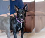Small #2 American Pit Bull Terrier-Labrador Retriever Mix