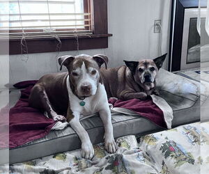 American Staffordshire Terrier Dogs for adoption in Monterey, VA, USA
