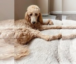 Small Photo #1 Goldendoodle Puppy For Sale in EASTVALE, CA, USA