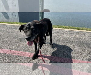 Labrador Retriever-Unknown Mix Dogs for adoption in Evansville, IN, USA