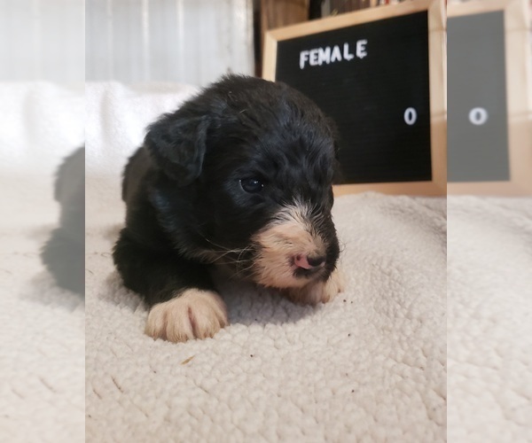 Medium Photo #2 Aussiedoodle Puppy For Sale in DERBY, IA, USA