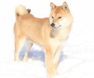 Mother of the Shiba Inu puppies born on 11/10/2023