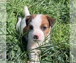Puppy Male 4 Parson Russell Terrier
