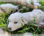 Puppy 6 Great Pyrenees-Maremma Sheepdog Mix
