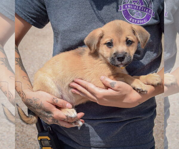 Medium Photo #3 American Staffordshire Terrier-Pomeranian Mix Puppy For Sale in Huntley, IL, USA