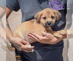 Small #2 American Staffordshire Terrier-Pomeranian Mix
