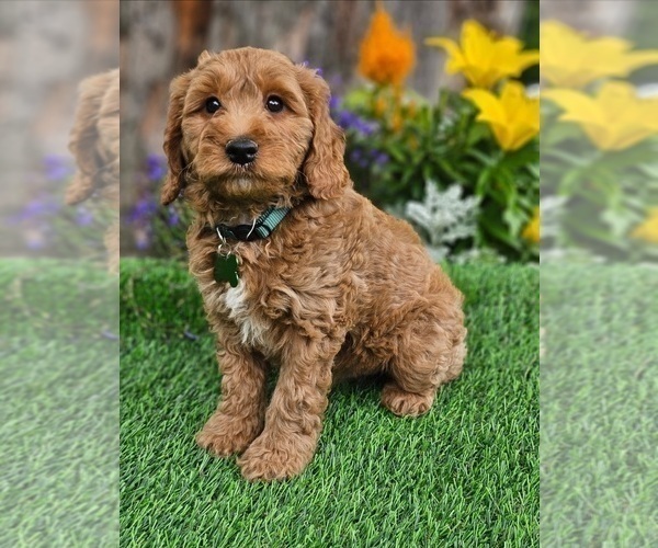 Medium Photo #1 Goldendoodle (Miniature) Puppy For Sale in INDIANAPOLIS, IN, USA