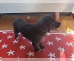 Small #8 Golden Mountain Dog