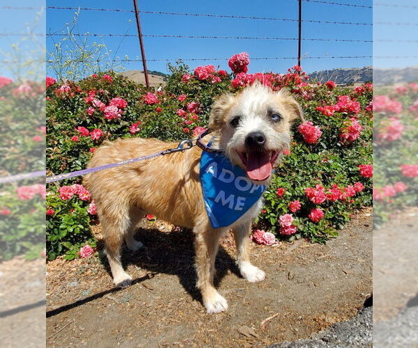 Medium Photo #3 Norfolk Terrier-Unknown Mix Puppy For Sale in Fresno, CA, USA