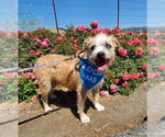 Small #2 Norfolk Terrier Mix