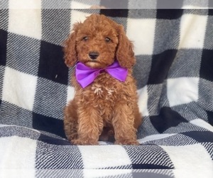 Cockapoo-Poodle (Miniature) Mix Puppy for sale in LAKELAND, FL, USA