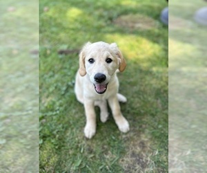 Golden Retriever Puppy for sale in NEWARK, NY, USA