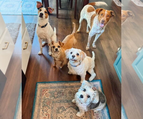 Medium Photo #10 Mutt Puppy For Sale in Evansville, IN, USA