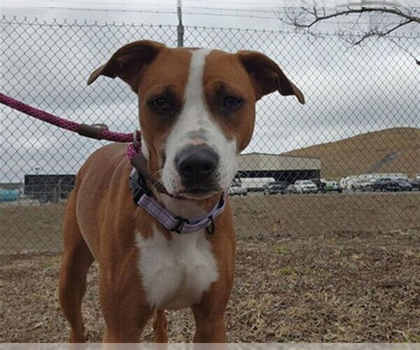 Medium Photo #2 Plott Hound-Unknown Mix Puppy For Sale in Ocala, FL, USA