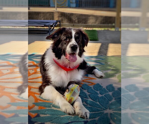 Medium Photo #1 Mutt Puppy For Sale in San Leon, TX, USA