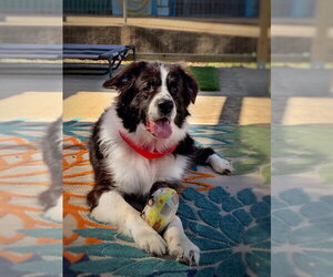 Mutt Dogs for adoption in San Leon, TX, USA