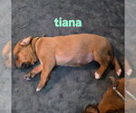 Small Rhodesian Ridgeback