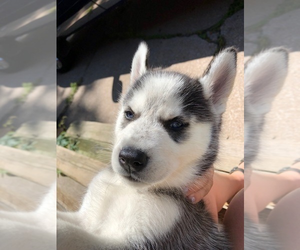 Medium Photo #11 Siberian Husky Puppy For Sale in WASHBURN, WI, USA