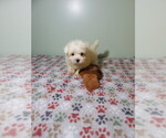 Small #3 Maltese