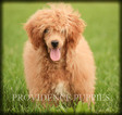 Small Photo #30 Poodle (Miniature) Puppy For Sale in COPPOCK, IA, USA