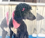 Small Photo #1 Poodle (Standard) Puppy For Sale in KISSIMMEE, FL, USA
