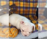 Small Photo #51 Faux Frenchbo Bulldog Puppy For Sale in HOODSPORT, WA, USA