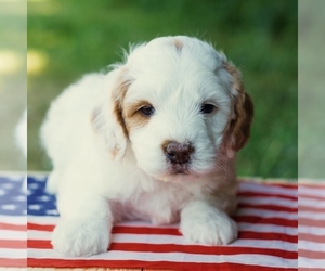 Saint Berdoodle Puppy for sale in WEST SALEM, OH, USA